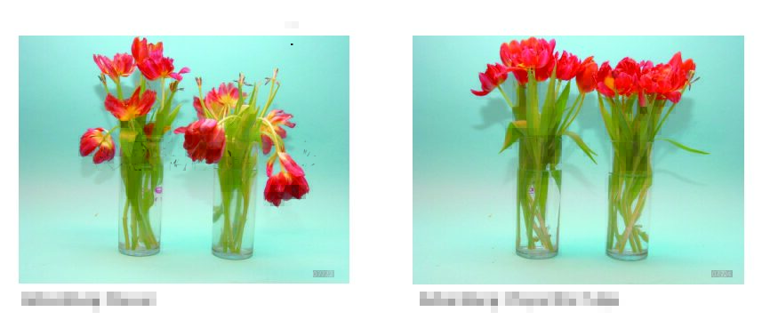 Chrysal - Association Suisse des Fleuristes